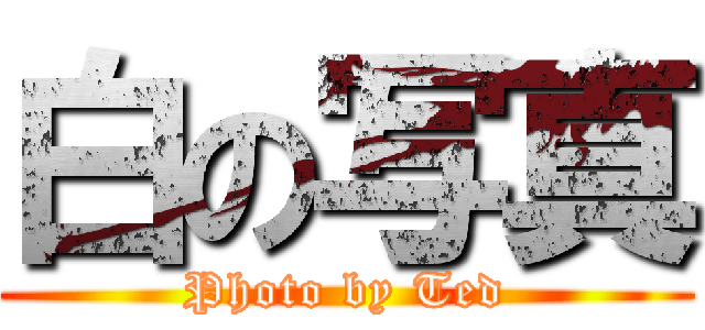 白の写真 (Photo by Ted)