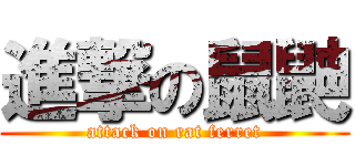 進撃の鼠鼬 (attack on rat ferret)