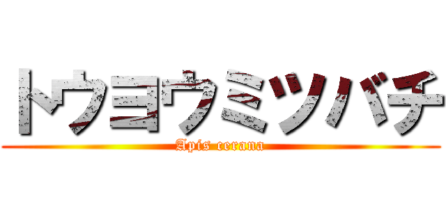 トウヨウミツバチ (Apis cerana)