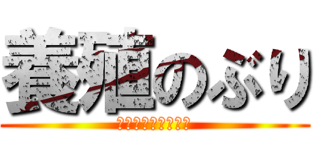 養殖のぶり (めちゃくちゃうまい)