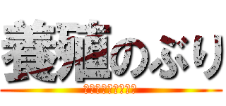 養殖のぶり (めちゃくちゃうまい)