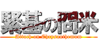 緊基の冏米 (Attach on Chrysanthemum)