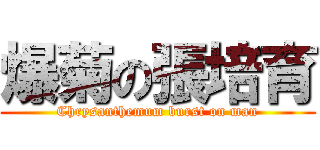 爆菊の張培育 (Chrysanthemum burst on man)