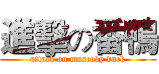 進擊の番鴨 (attack on muscovy duck)