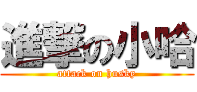 進撃の小哈 (attack on husky)