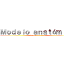 Ｍｏｄｅｌｏ ａｎａｔóｍｉｃｏ (Anatomía descriptiva)