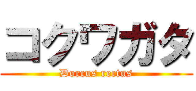 コクワガタ (Dorcus rectus)