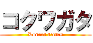 コクワガタ (Dorcus rectus)