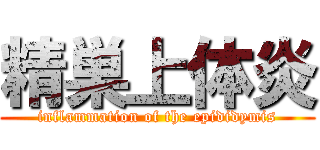 精巣上体炎 (inflammation of the epididymis)