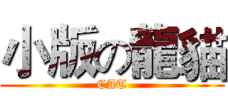 小版の龍貓 (CAT)
