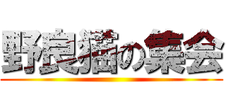 野良猫の集会 ()