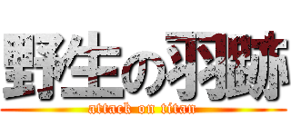 野生の羽跡 (attack on titan)