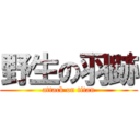 野生の羽跡 (attack on titan)