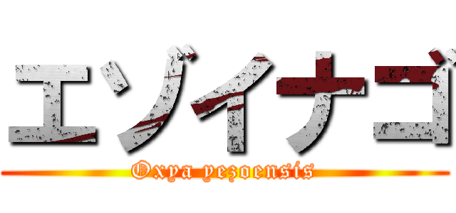 エゾイナゴ (Oxya yezoensis)