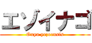 エゾイナゴ (Oxya yezoensis)