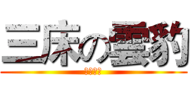 三床の雲豹 (紀豪老妹)