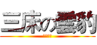 三床の雲豹 (紀豪老妹)
