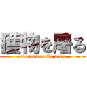 獲物を屠る (overpower the prey)