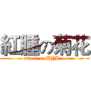 紅腫の菊花 (attack on HYH...)
