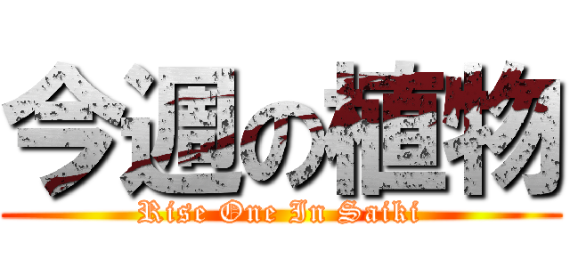 今週の植物 (Rise One In Saiki)
