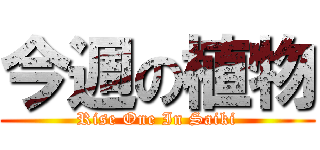今週の植物 (Rise One In Saiki)