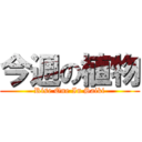 今週の植物 (Rise One In Saiki)