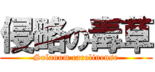 侵略の毒草 (Solanum carolinense)