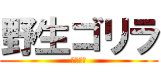 野生ゴリラ (イケメン)