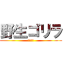 野生ゴリラ (イケメン)