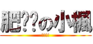 肥嘟嘟の小楓 (驚!!!)