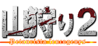 山狩り２ (Petaurista leucogenys)