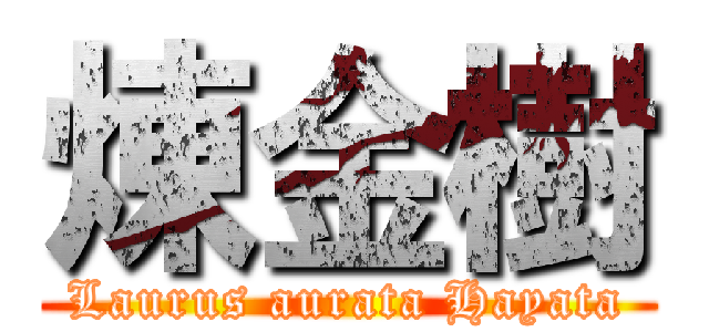 煉金樹 (Laurus aurata Hayata)