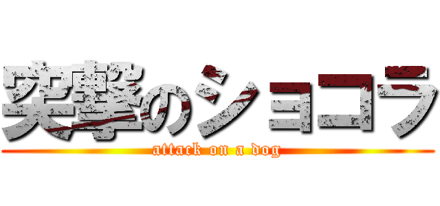 突撃のショコラ (attack on a dog)