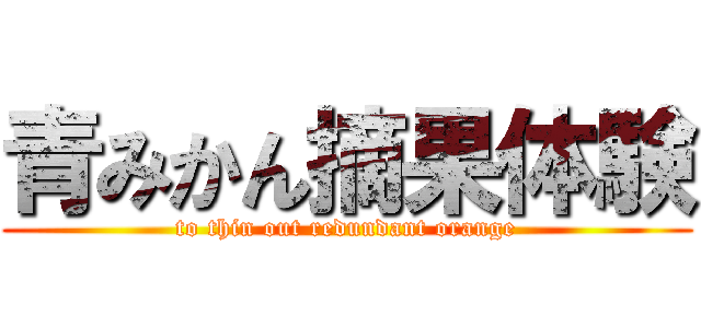 青みかん摘果体験 (to thin out redundant orange)