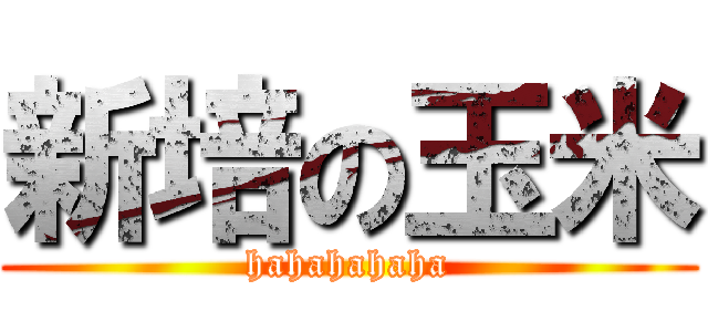 新培の玉米 (hahahahaha)