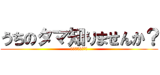 うちのタマ知りませんか？ (Ｌｏｓｔ　Ｔａｍａ)