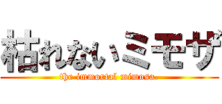 枯れないミモザ (the immortal mimosa.)