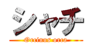 シャチ (Orcinus orca)