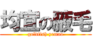 均宜の腋毛 (goldfish yemao)