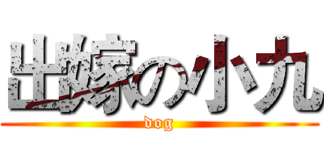 出嫁の小九 (dog)