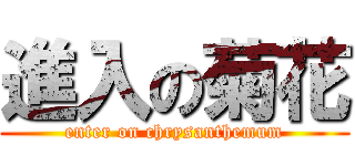進入の菊花 (enter on chrysanthemum)