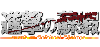 進撃の蘇蝦 (attack on Sulawesi Shrimps)