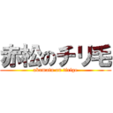 赤松のチリ毛 (akamatu on tirige)