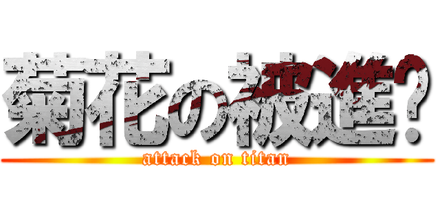菊花の被進擊 (attack on titan)