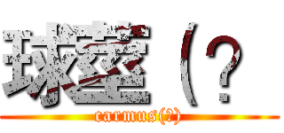 球莖（ ？ (carmus(?))