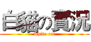 白貓の實況 (white cat)