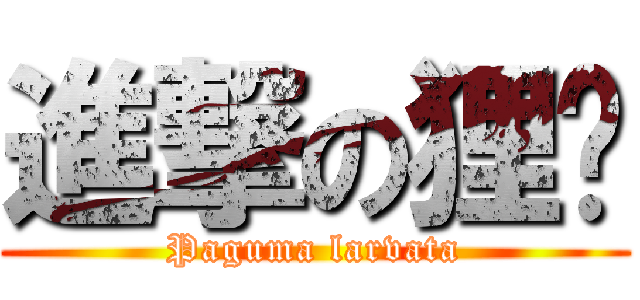 進撃の狸貓 (Paguma larvata)