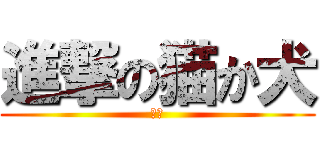 進撃の猫か犬 (いね)