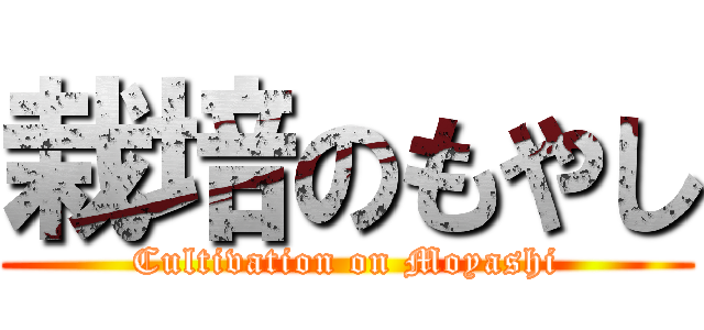 栽培のもやし (Cultivation on Moyashi)