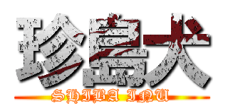 珍島犬 (SHIBA INU)